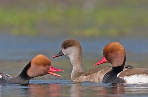 Улаанхушуу биваан